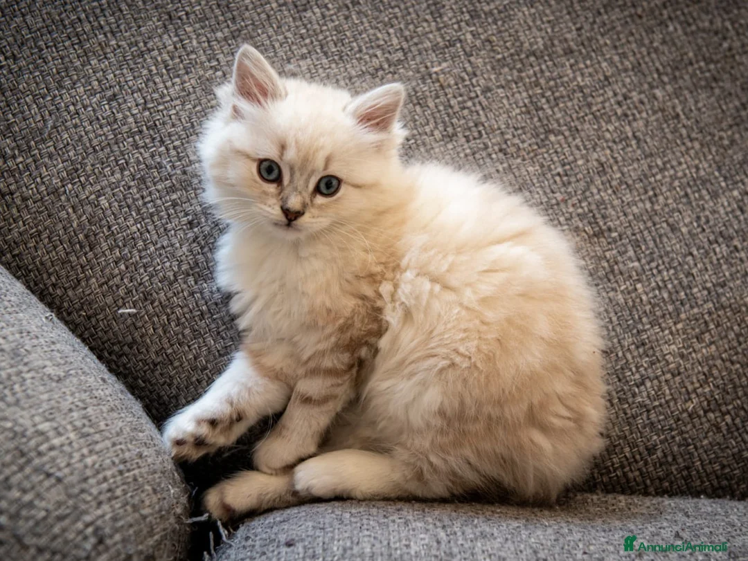 Meticcio gatti in vendita: Gatto siberiano - Annuncio 5