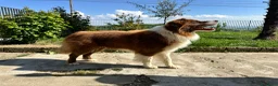 Border Collie cani in vendita: Border collie maschio - Annuncio 1