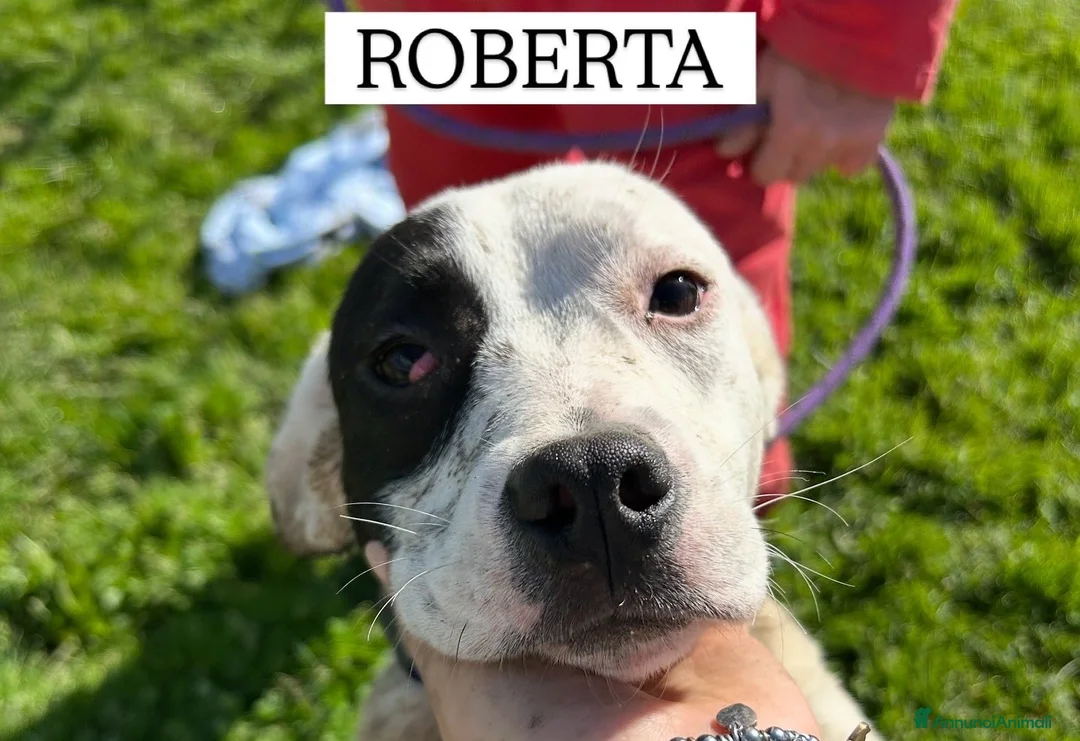 Meticcio cani in regalo: Roberta, la 3^ di 3 cucciole bellissime e monelle - Annuncio 1