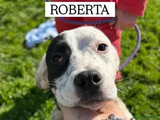 Meticcio cani Roberta, la 3^ di 3 cucciole bellissime e monelle - Annuncio 10