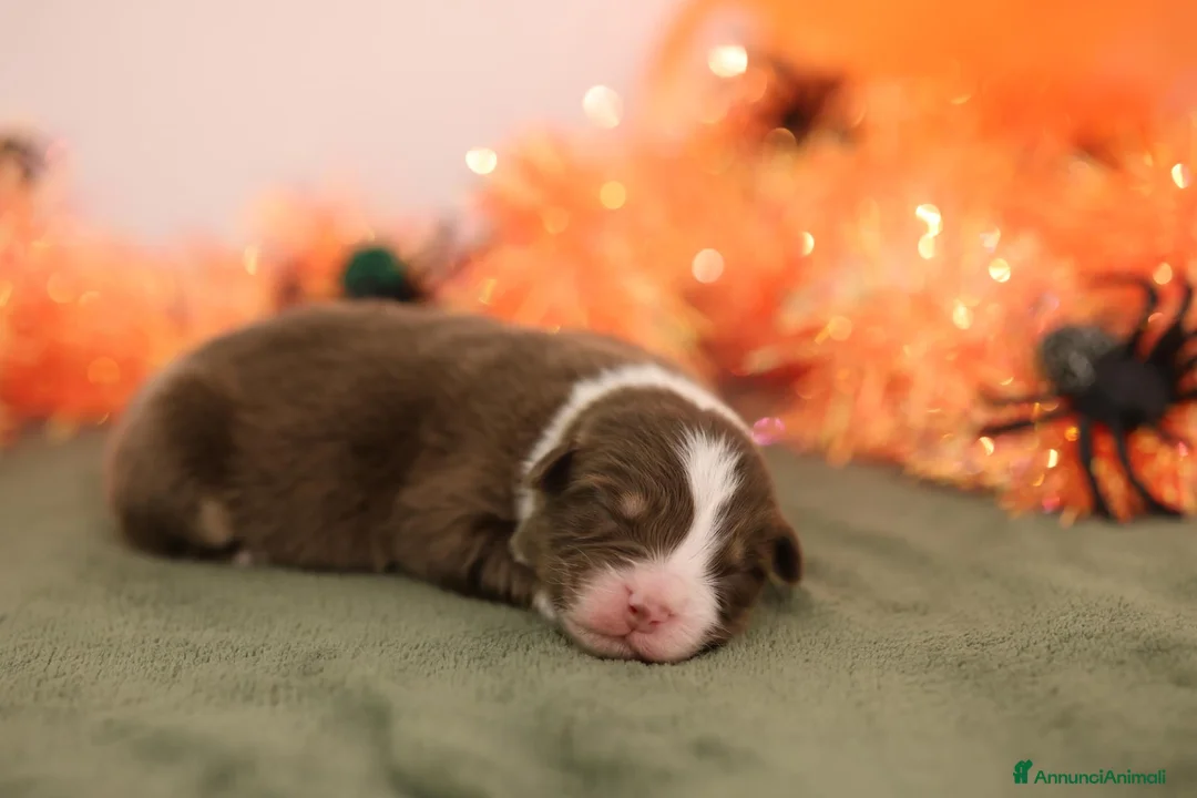 Australian Shepherd cani in vendita: Cuccioli di pastore australiano  a Provincia di Rimini - Annuncio 5