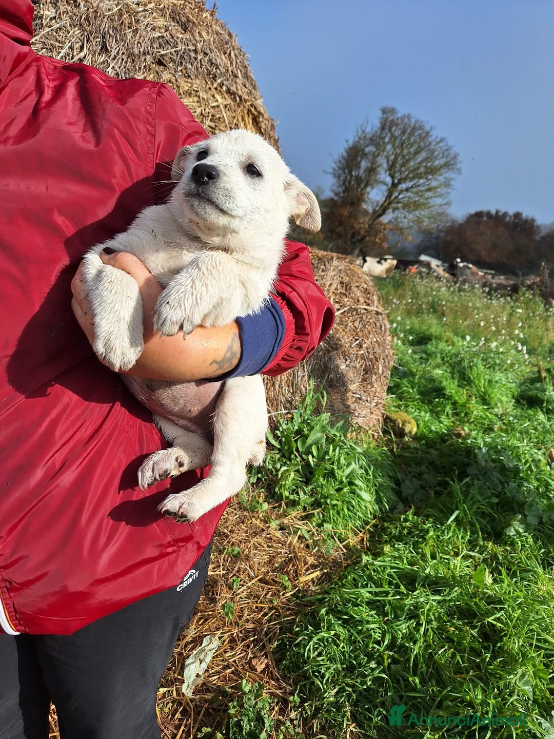 Meticcio cani in regalo: Scintilla stupenda cucciola aspetta una famiglia - Annuncio 2