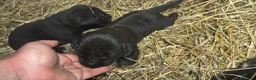 Cane Corso cani in vendita: Cuccioli neri di Cane Corso - Annuncio 4