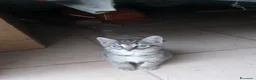 Meticcio gatti in regalo: Regalo gattino a Provincia di Pesaro e Urbino - Annuncio 3