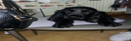 Cocker cani in vendita: Cucciolo cocker spaniel - Annuncio 3