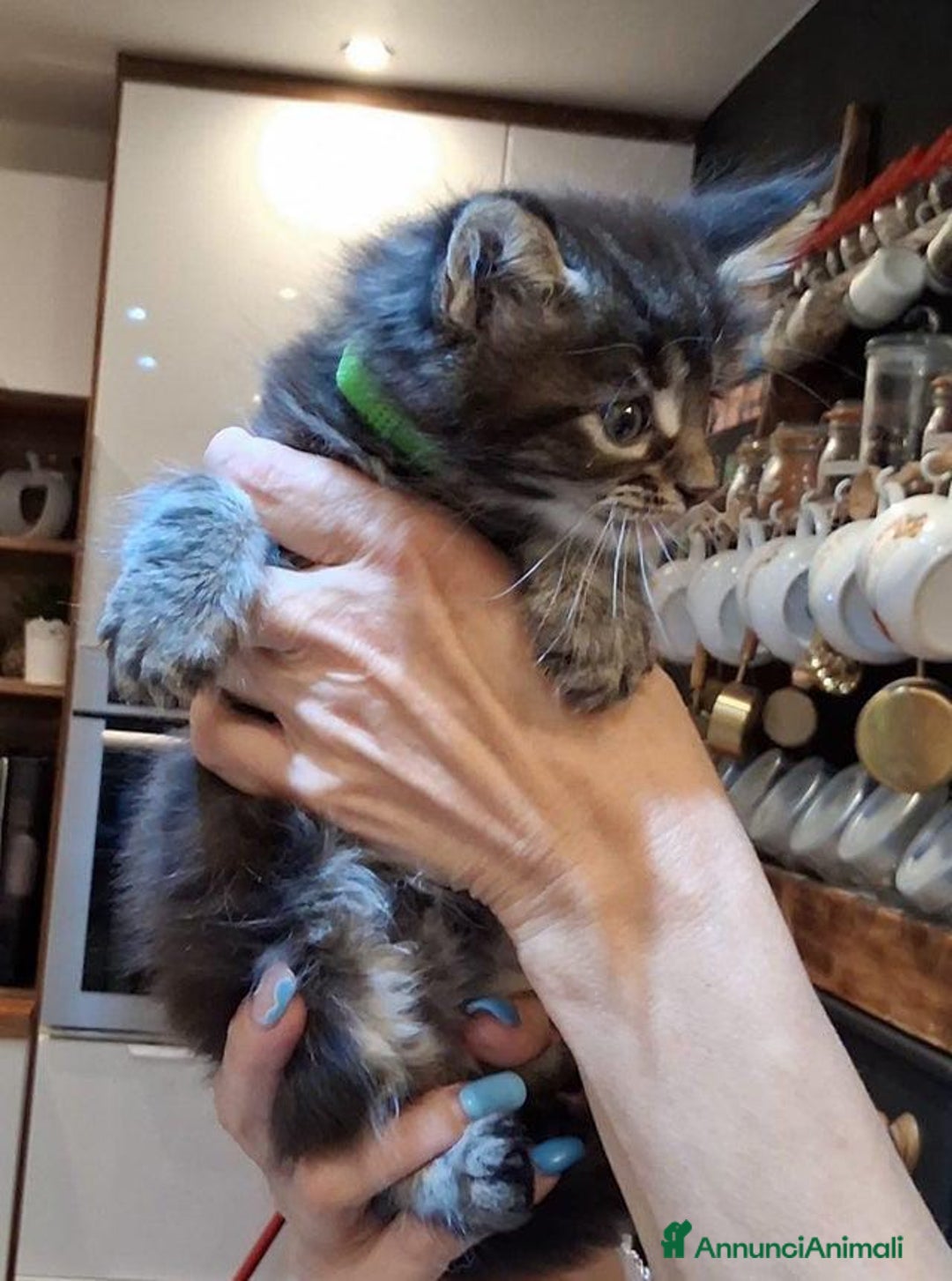 Maine Coon gatti in vendita: Maine coon pedigree - Annuncio 8