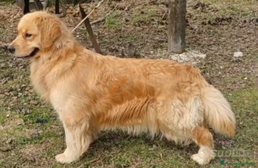 Golden Retriever cani per accoppiamento: Golden americano stallone - Annuncio 1