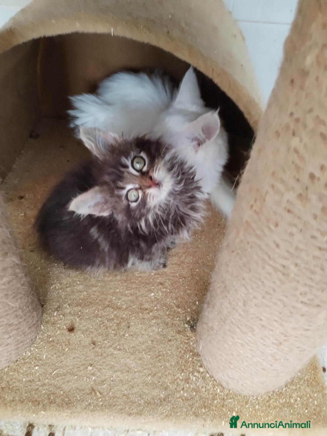 Maine Coon gatti in vendita: Maine coon  - Annuncio 2