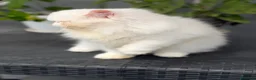 Persiano gatti in vendita: Gatti Persiani enExotic cuccioli  - Annuncio 4