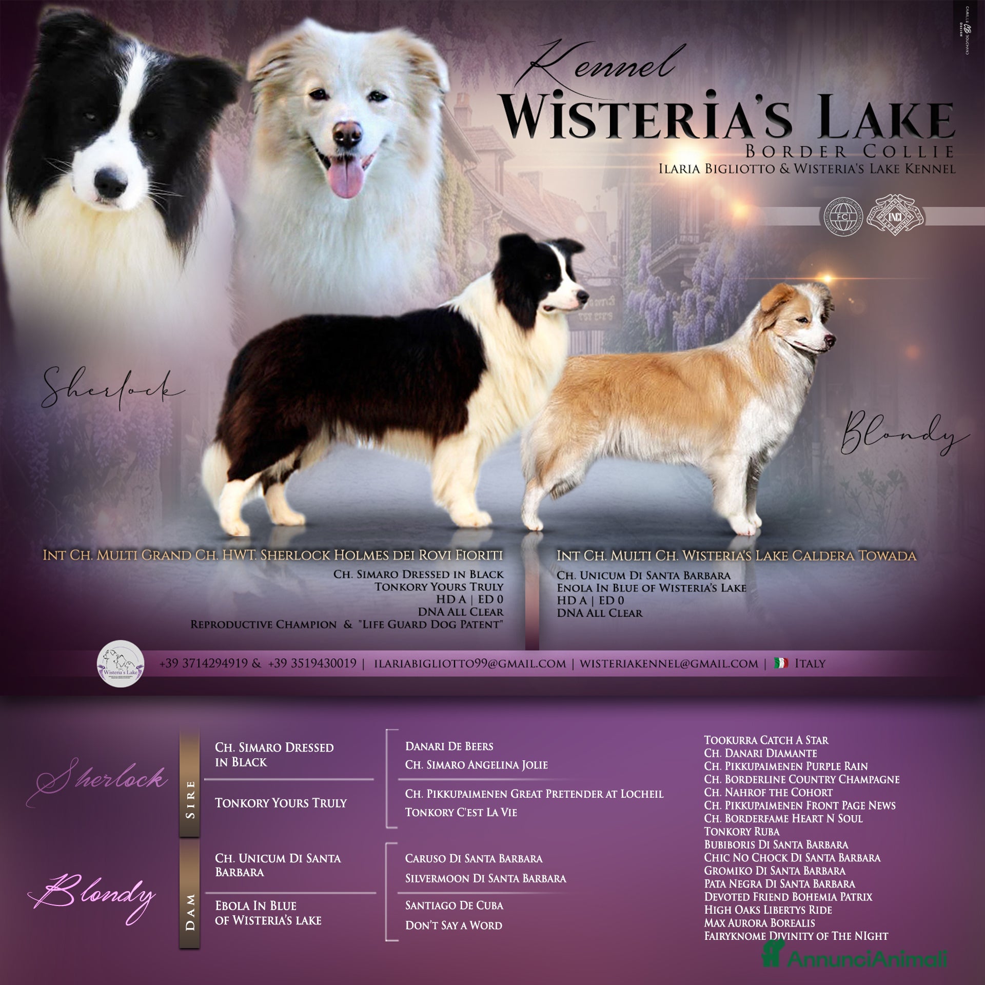 Border Collie cani Cuccioli di Border collie  - Annuncio 33
