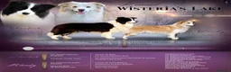 Border Collie cani in vendita: Cuccioli di Border collie  a Provincia di Padova - Annuncio 1