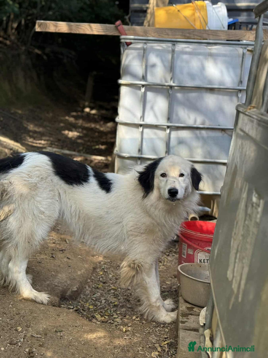 Meticcio cani in regalo: DAPHNE, raggio di sole in canile! - Annuncio 7