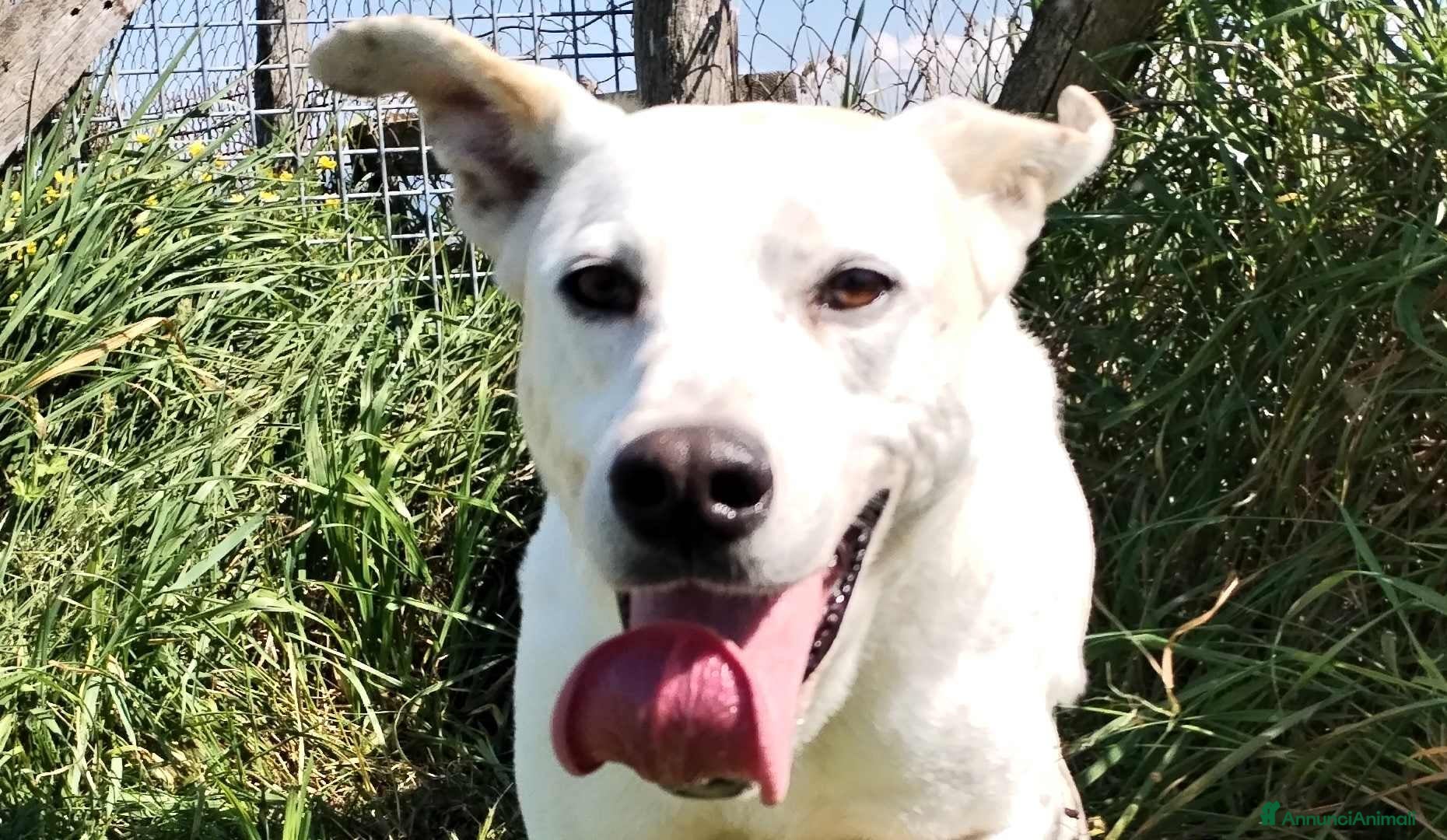 Meticcio cani Ginga simil labrador in adozione a Provincia di Latina - Annuncio 22