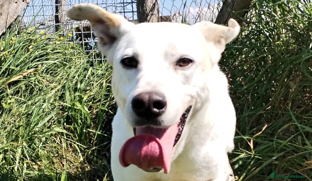 Meticcio cani in regalo: Ginga simil labrador in adozione a Provincia di Latina - Annuncio 1
