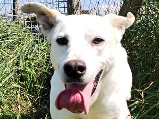 Meticcio cani Ginga simil labrador in adozione a Provincia di Latina - Annuncio 14