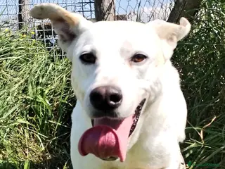 Meticcio cani Ginga simil labrador in adozione a Provincia di Latina - Annuncio 14