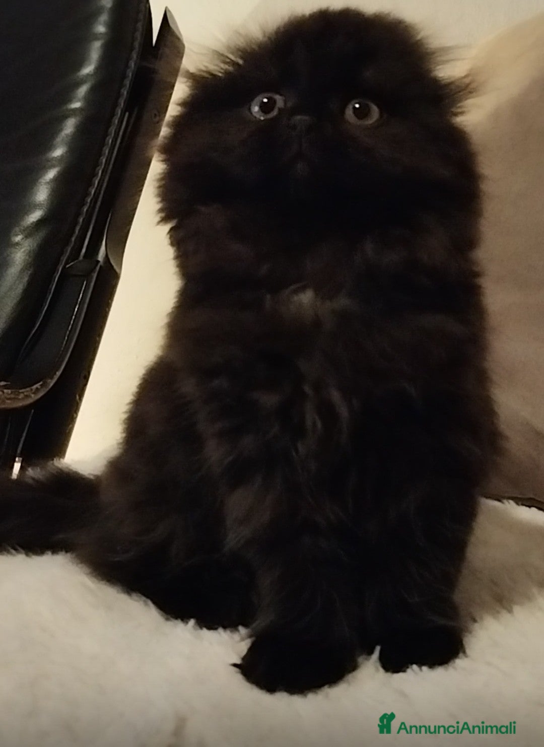 Scottish gatti in vendita: Disponibile scottish fold longhair  - Annuncio 2