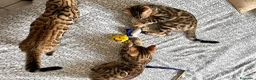 Bengala gatti in vendita: Cucciolo bengala - Annuncio 8