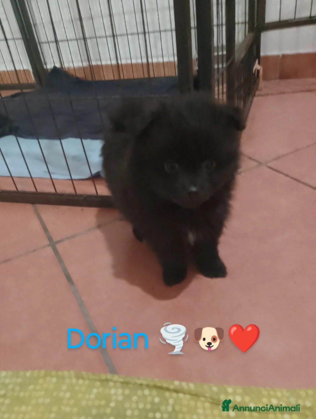 Volpino Italiano cani in vendita: Volpini italiani - Annuncio 6