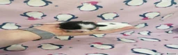 Shih Tzu cani in vendita: Shih Tzu cuccioli - Annuncio 2