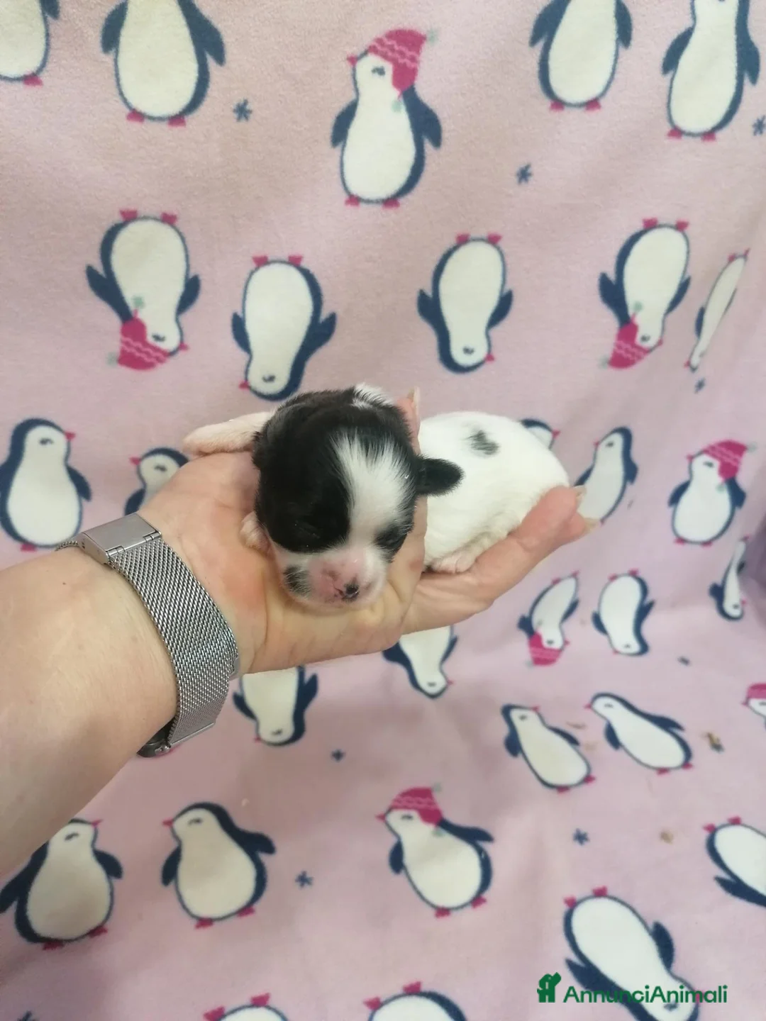 Shih Tzu cani in vendita: Shih Tzu cuccioli - Annuncio 2