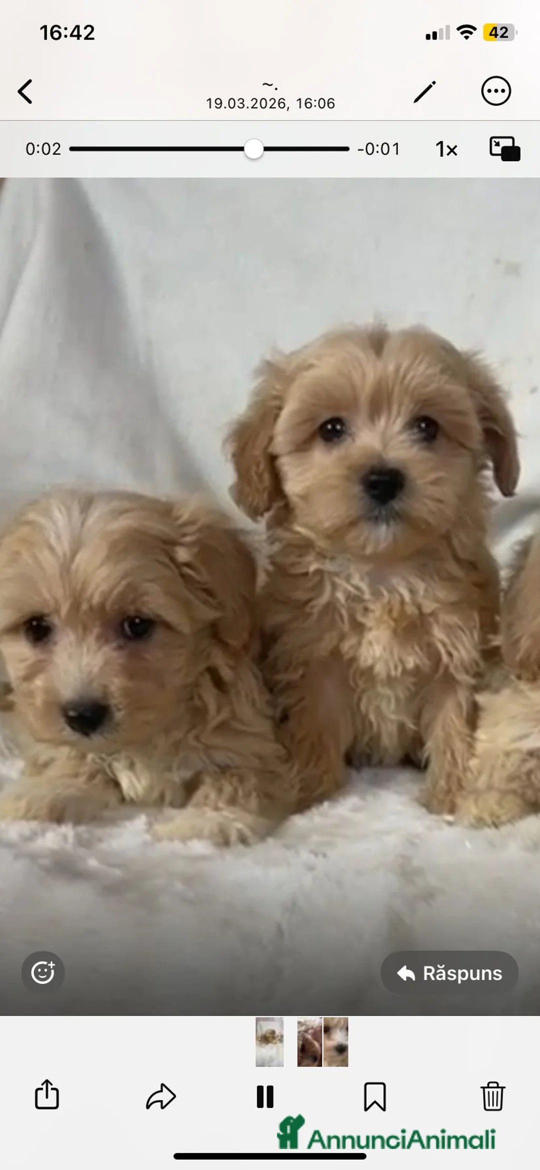 Maltipoo cani in vendita: Maltipoo di prima generazione - Annuncio 1