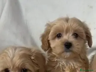 Maltipoo cani Maltipoo di prima generazione - Annuncio 1