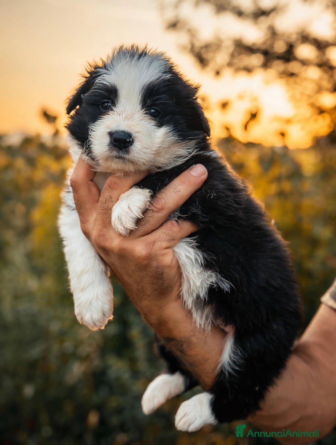 Border Collie cani Cuccioli di border collie - Annuncio 9