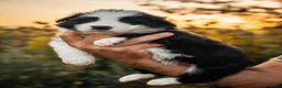 Border Collie cani in vendita: Cuccioli di border collie a Provincia di Pistoia - Annuncio 1