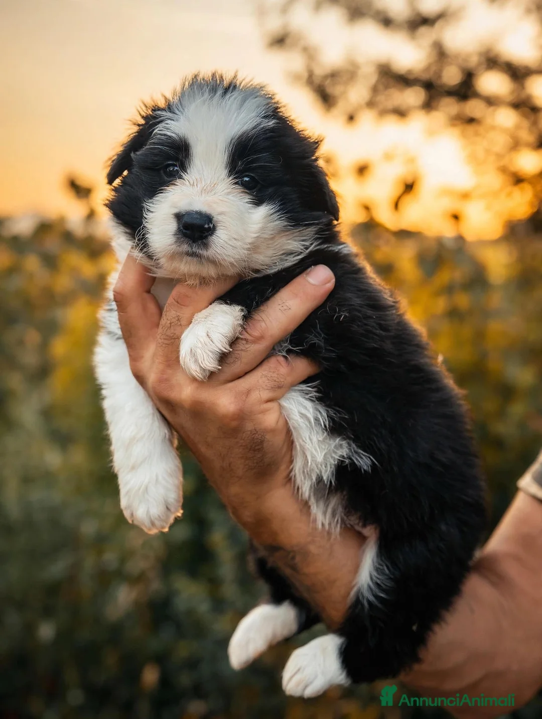 Border Collie cani in vendita: Cuccioli di border collie a Provincia di Pistoia - Annuncio 1