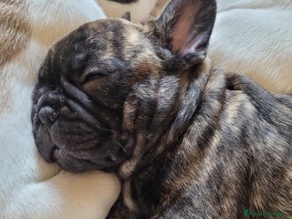 Bulldog Francese cani cucciolo bulldog francese - Annuncio 3