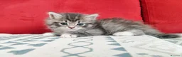 Siberiano gatti in vendita: Cucciola siberiana in vendita  - Annuncio 6