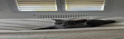 Scottish gatti per accoppiamento: Bellissimo scottish straight cerca gatta per monta a Provincia di Treviso - Annuncio 2