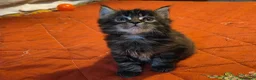 Maine Coon gatti in vendita: Vendo cuccio Maine Coon senza pedigree - Annuncio 21