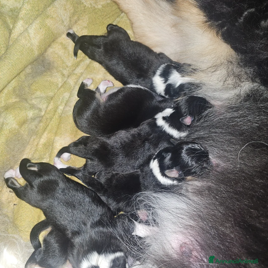 Australian Shepherd cani in vendita: Disponibili subito - Annuncio 2