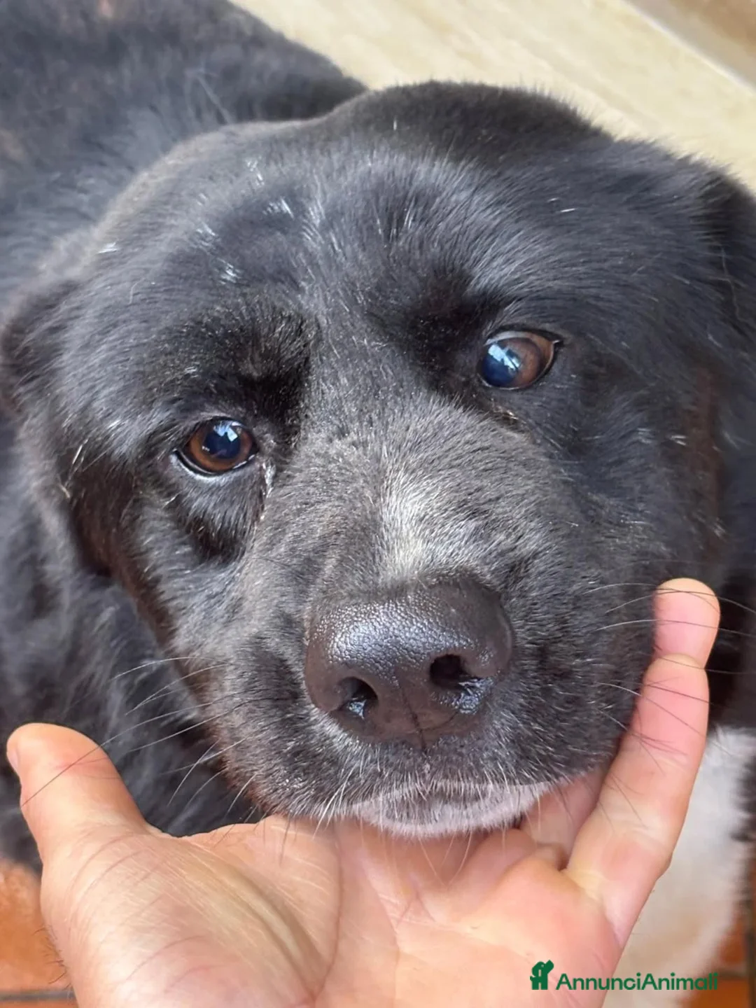 Meticcio cani in regalo: OCCHI BELLI 4 anni cerca casa - in adozione  - Annuncio 4