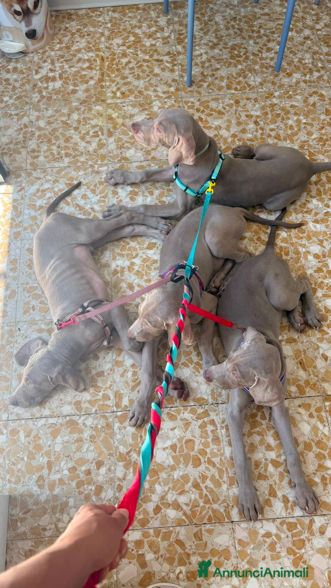 Weimaraner cani in vendita: Cuccioli Weimaraner  - Annuncio 2