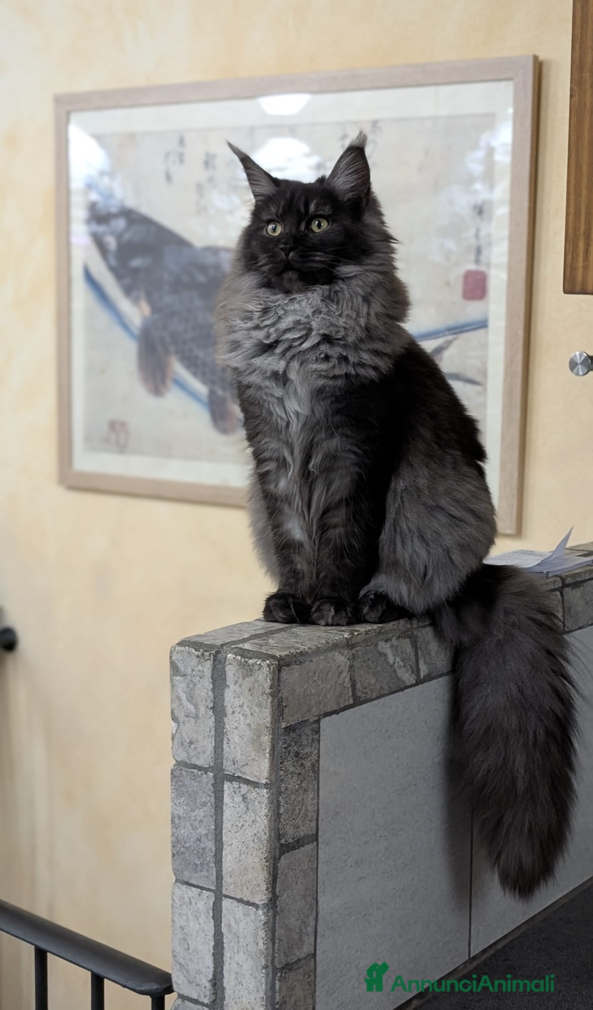 Maine Coon gatti Maine Coon magnifica femmina  - Annuncio 25