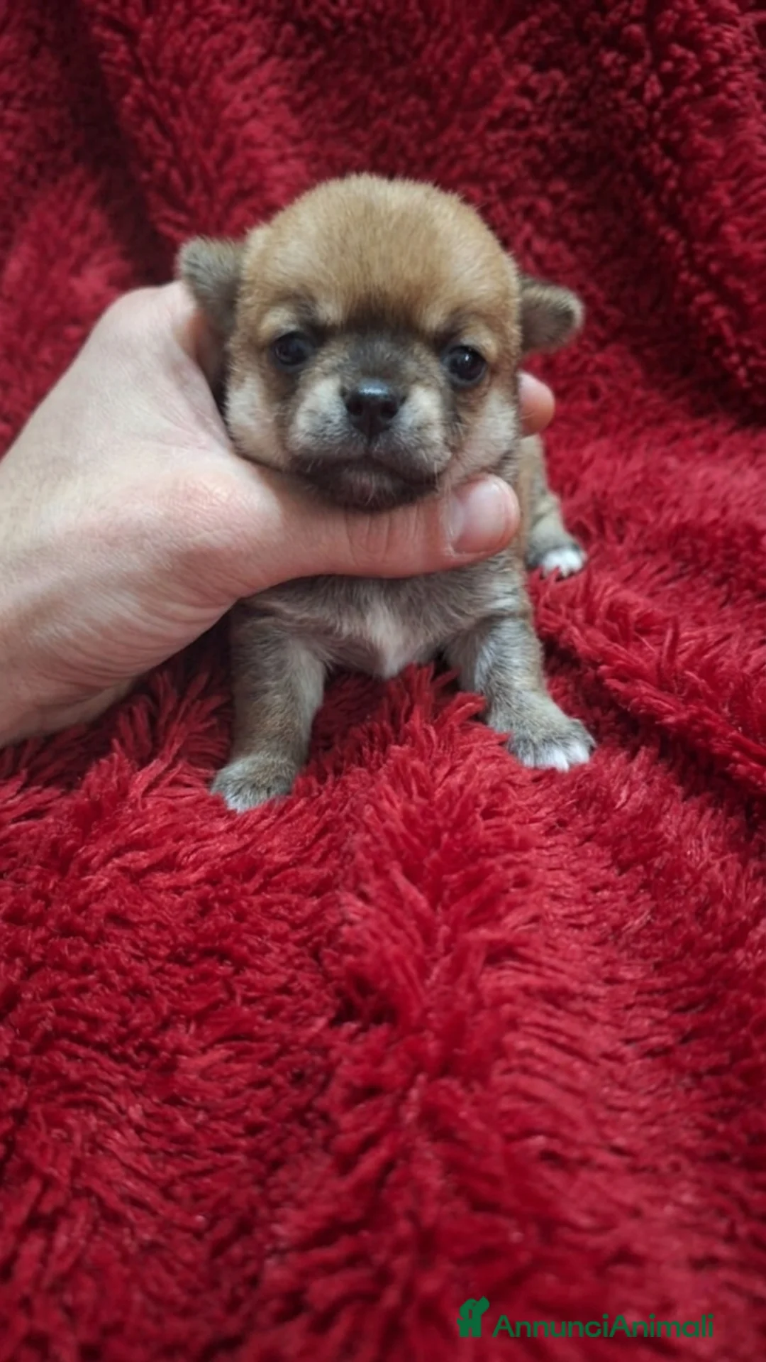 Chihuahua cani in vendita: Stupendi chihuahua Pedigree Enci - Annuncio 2