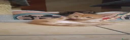 Maine Coon gatti in vendita: Cuccioli Maine Coon - Annuncio 8