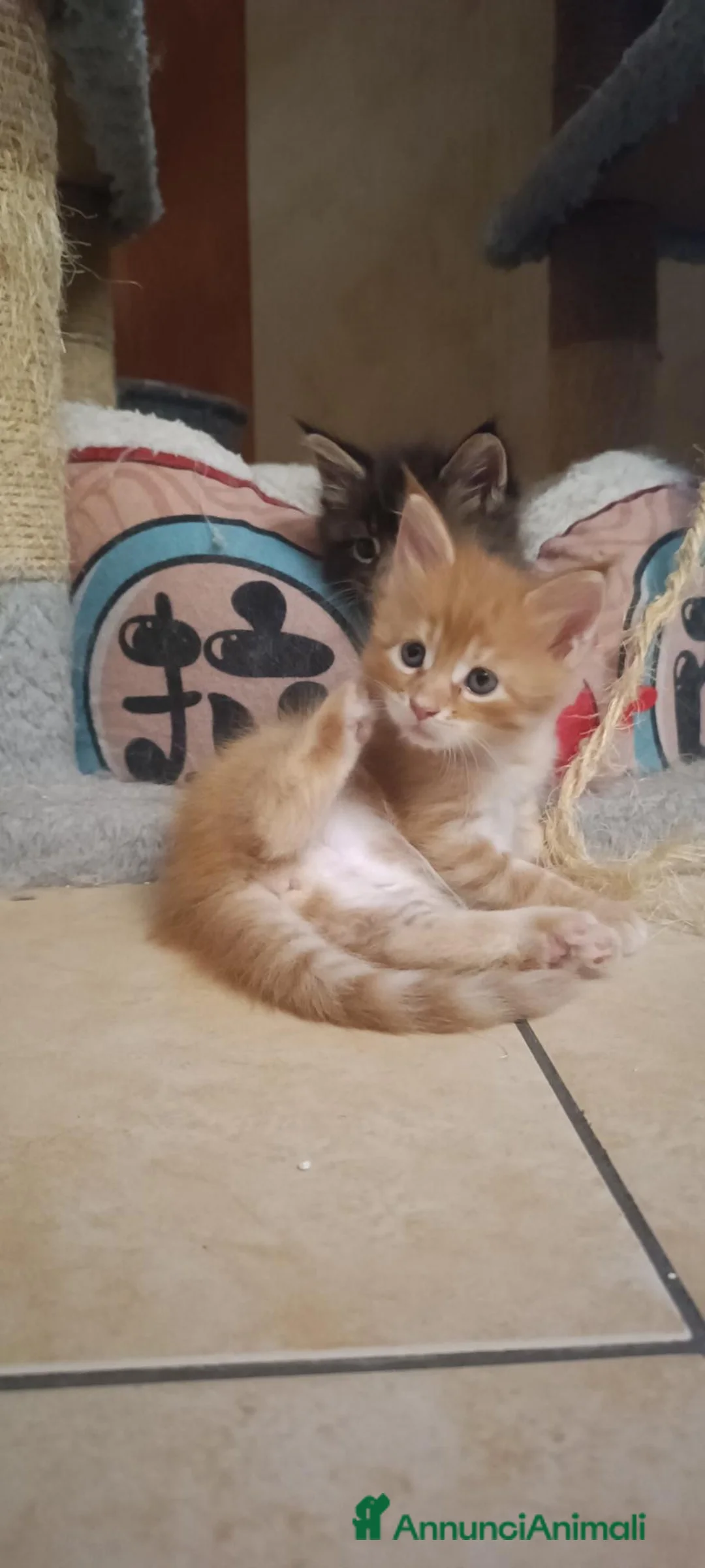 Maine Coon gatti in vendita: Cuccioli Maine Coon - Annuncio 8