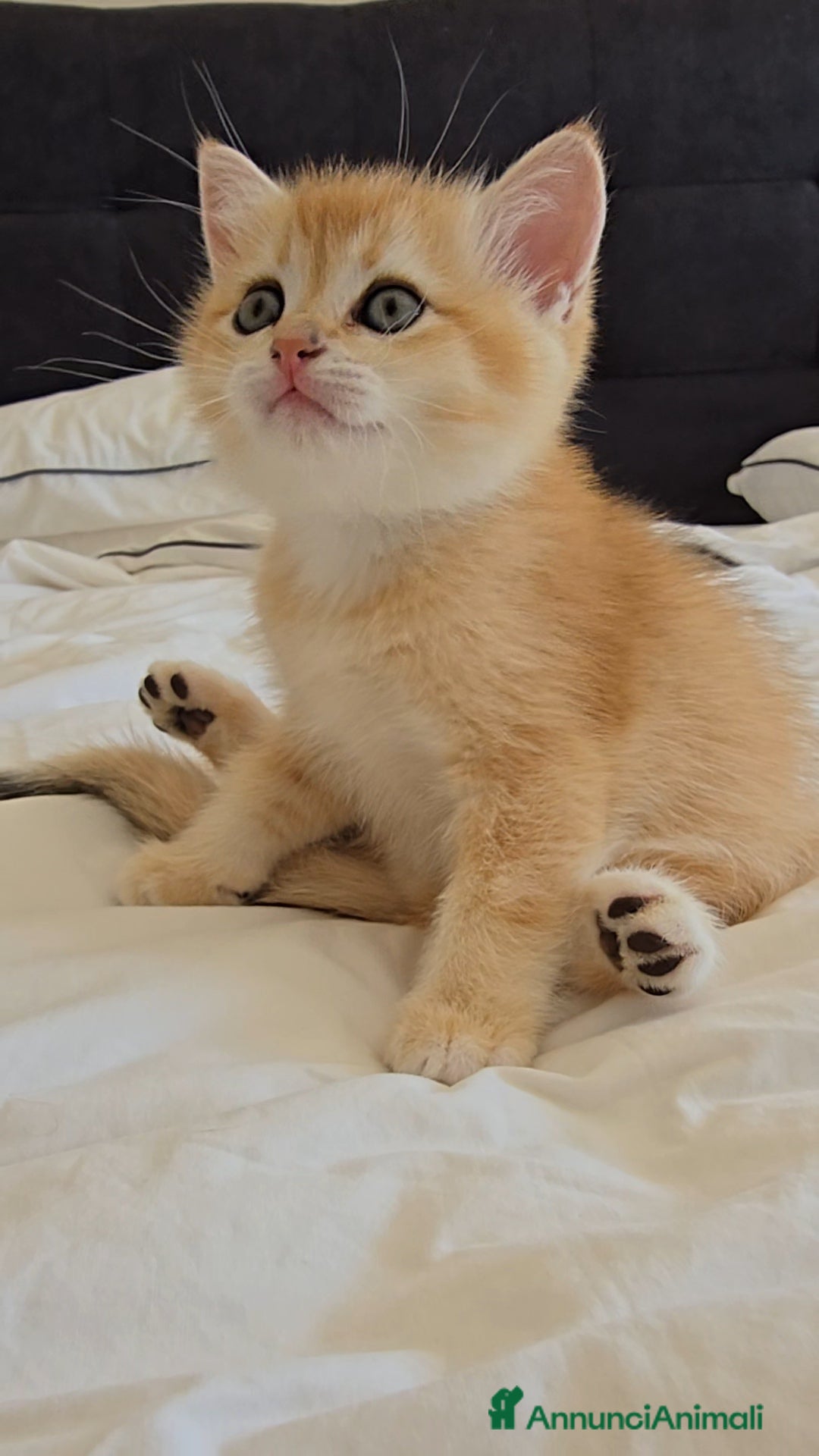 British gatti in vendita: Cuccioli british shorthair  - Annuncio 3