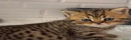 British gatti in vendita: Splendidi cuccioli di british shorthair golden  - Annuncio 7