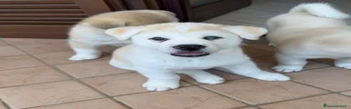 Biondo Cucciolo 2