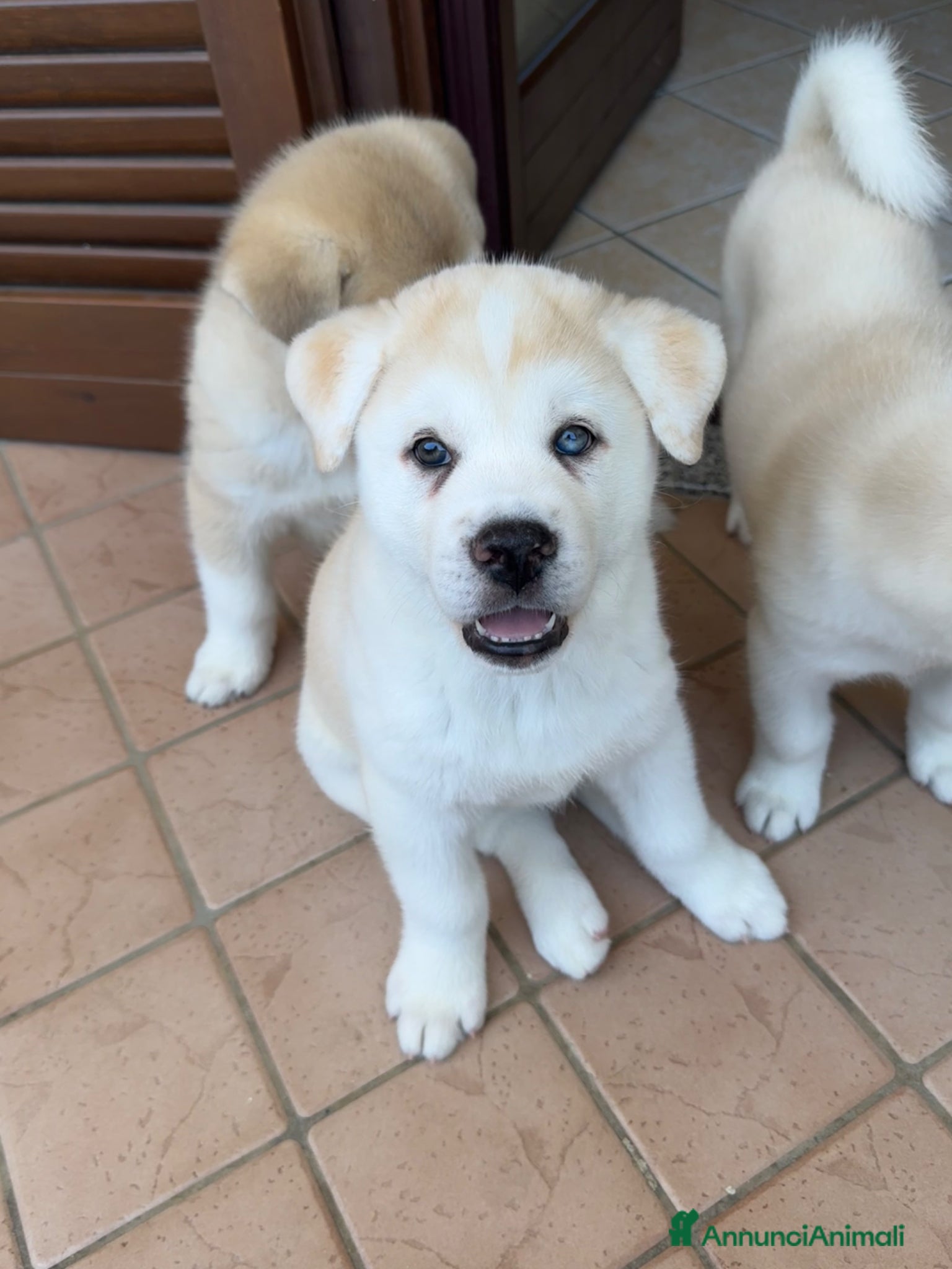 Meticcio cani in vendita: Cuccioli di Huskita - Annuncio 6