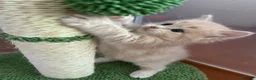 Siberiano gatti in vendita: Cuccioli Siberiano - Annuncio 3