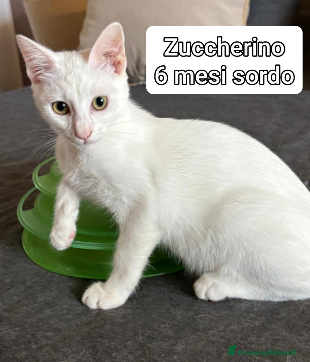 Europeo gatti in regalo: MICINI ABBANDONATI! URGENTE  - Annuncio 8