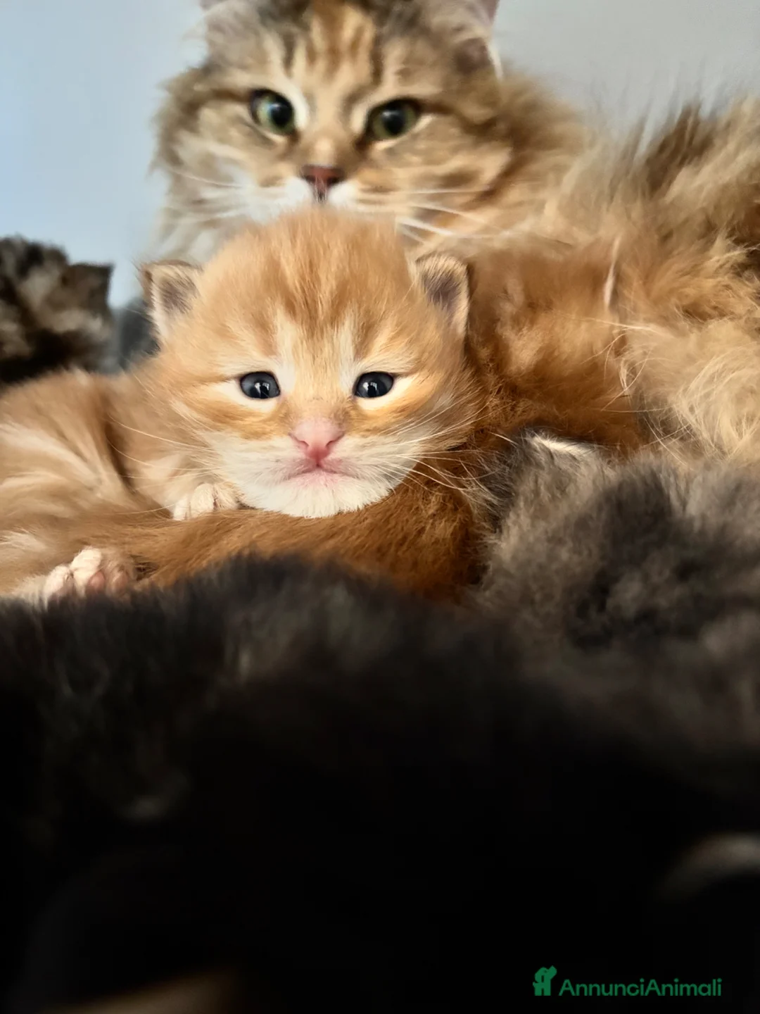 Siberiano gatti in vendita: Siberiano gattino ipoallergenico - Annuncio 1