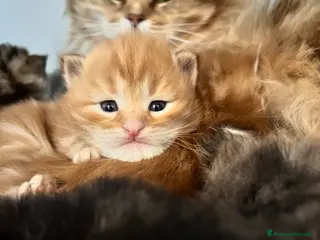 Siberiano gatti Siberiano gattino ipoallergenico - Annuncio 12