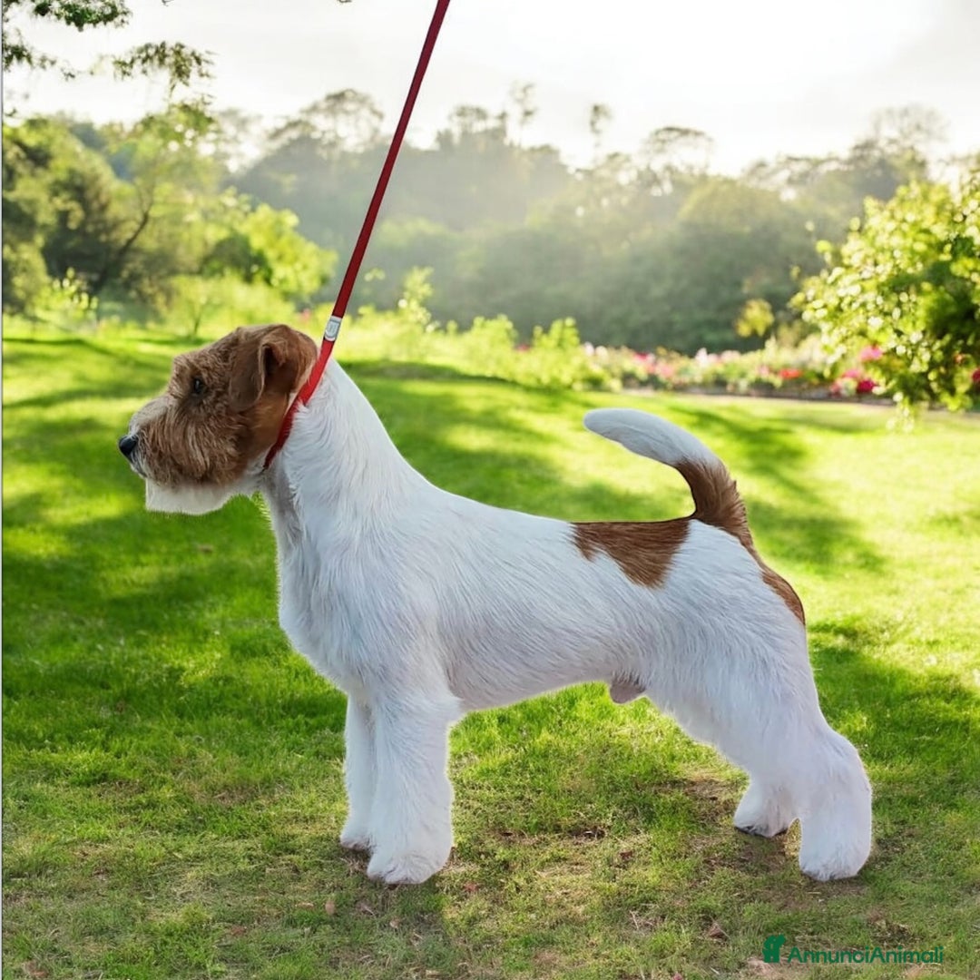 Jack Russell cani in vendita: Cucciolata Jack Russell Broken/Ruvidi - Annuncio 2